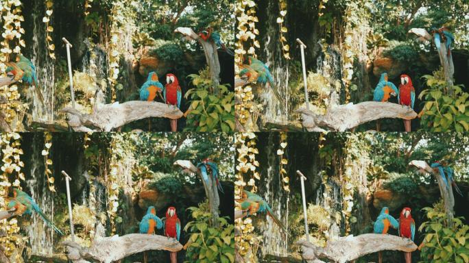 美丽的金刚鹦鹉色彩斑斓流水动物园动物世界