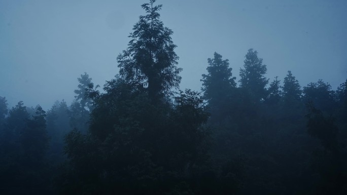 雾气弥漫的森林树林视频