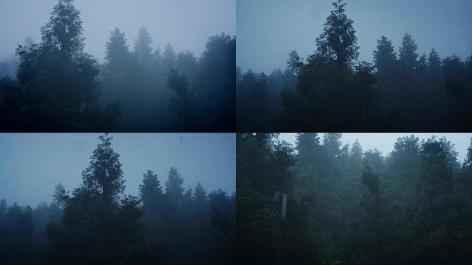 雾气弥漫的森林树林视频