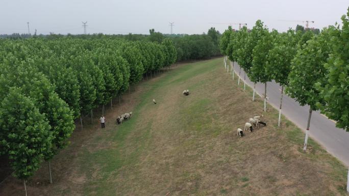 黄河大堤堤坡上的羊群
