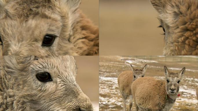 藏羚羊幼崽 高原精灵 可可西里 保护区