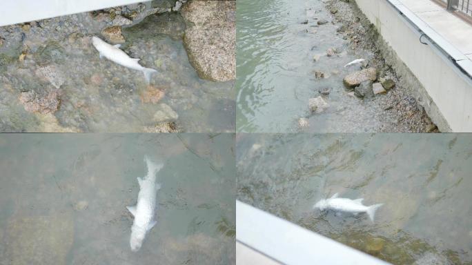 水源污染死鱼，水污染死鱼，排污水质污染