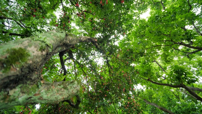 仰拍树荫水果莲雾满树果实