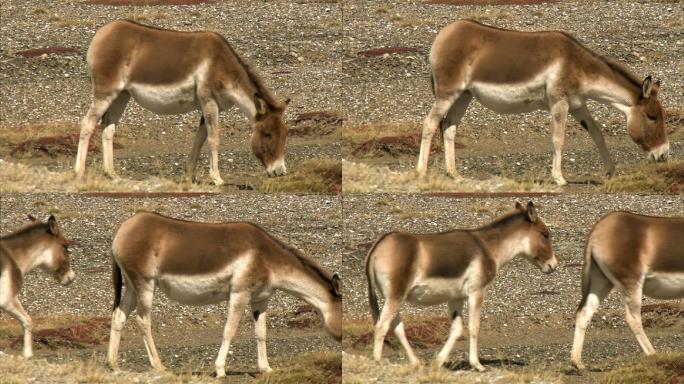 藏野驴 保护动物 可可西里 青藏地区