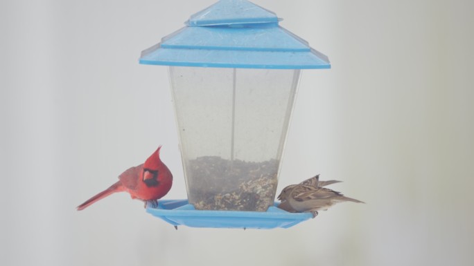 雄性红雀和两只麻雀鸣禽在觅食