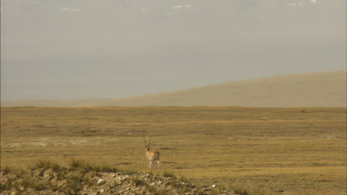 藏羚羊 国家保护动物 生态保护 欢快奔跑