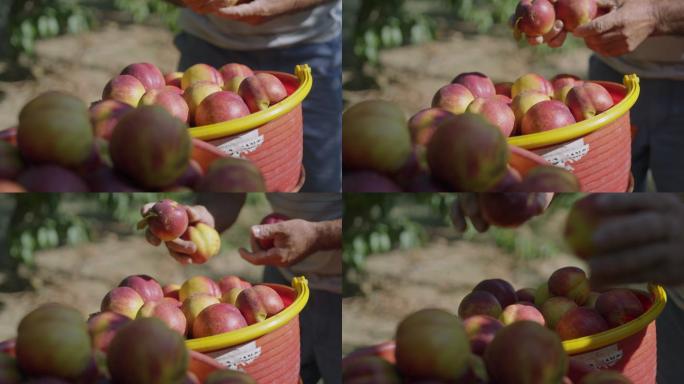 一个人在水果收获季节收获桃子