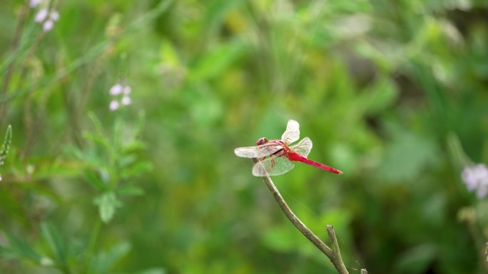 红蜻蜓