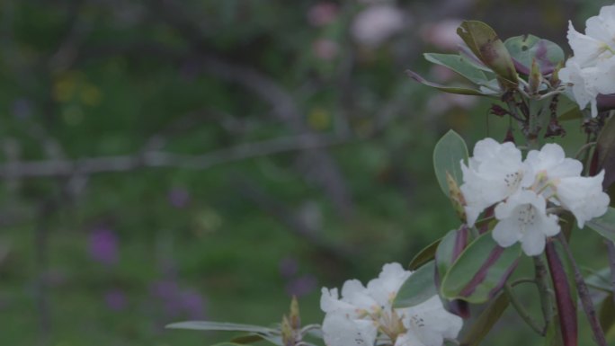 羊角花特写4K