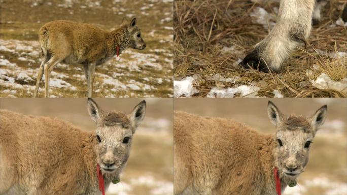 藏羚羊幼崽 高原精灵 野生动物 西藏风光