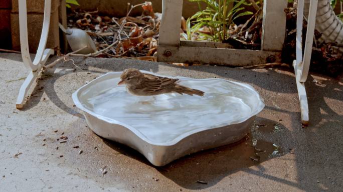 普通的家麻雀在鸟浴中溅水。