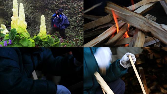 稀有植物 摄影师 烧火取暖 劈砍木柴