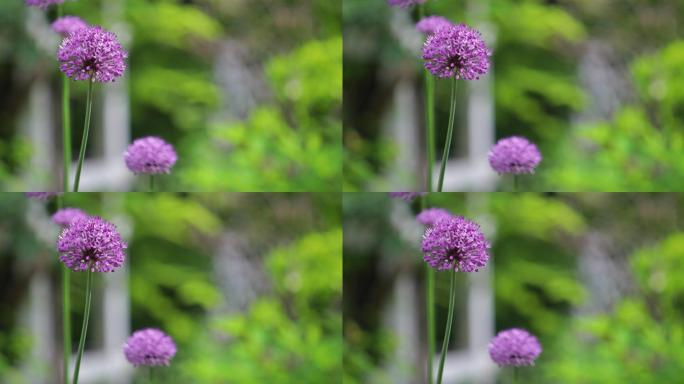 紫葱花洋葱头花