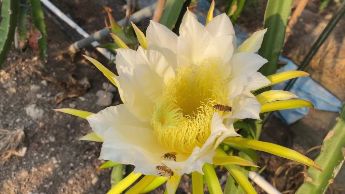 蜜蜂在龙果芽上采集花蜜