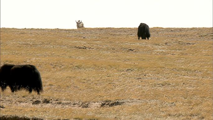 野牦牛 保护动物 可可西里 自然保护区