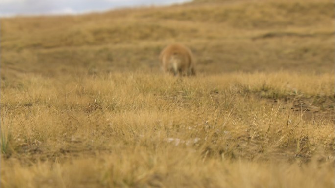 藏羚羊幼崽 高原精灵 可可西里 保护动物