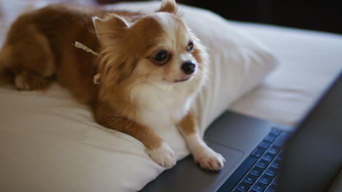 奇瓦瓦狗看着笔记本电脑屏幕