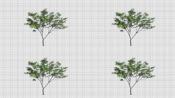 动态树——C4D模型