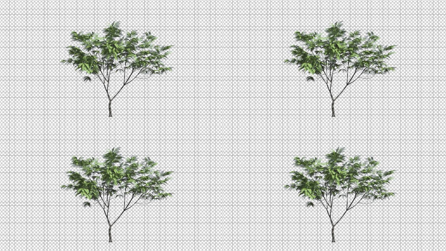 动态树——C4D模型