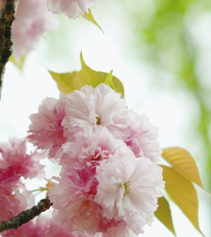 竖屏素材直播背景视频樱花春天樱花树唯美