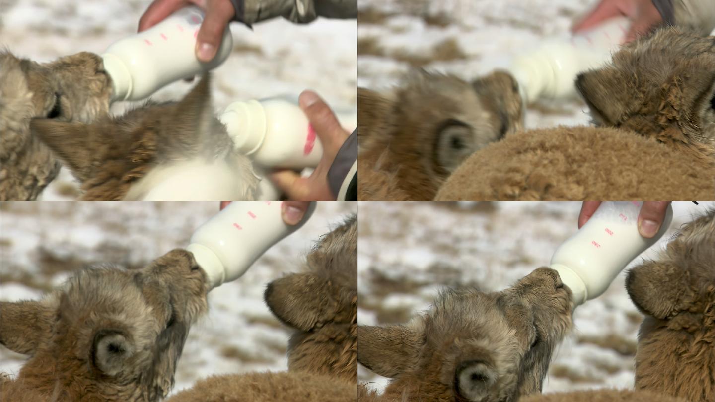 喂养藏羚羊 高原精灵 可可西里 生态保护