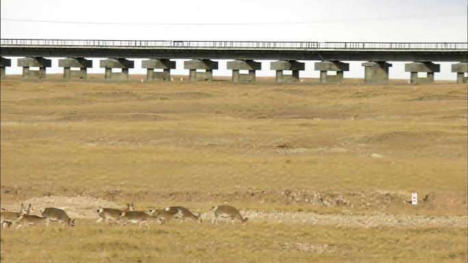 藏羚羊 自然保护区 野生动物 北国风光