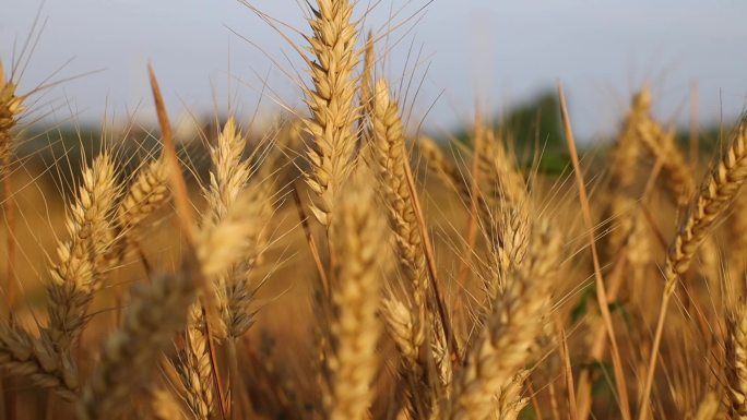 金色的麦田小麦收割粮仓收粮