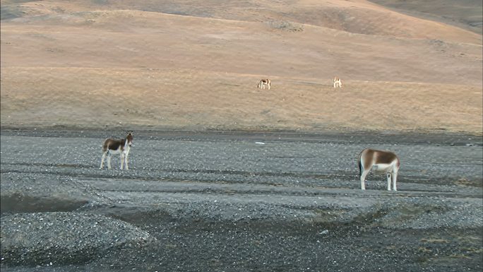 藏野驴 自然保护区 动物保育 生态环境