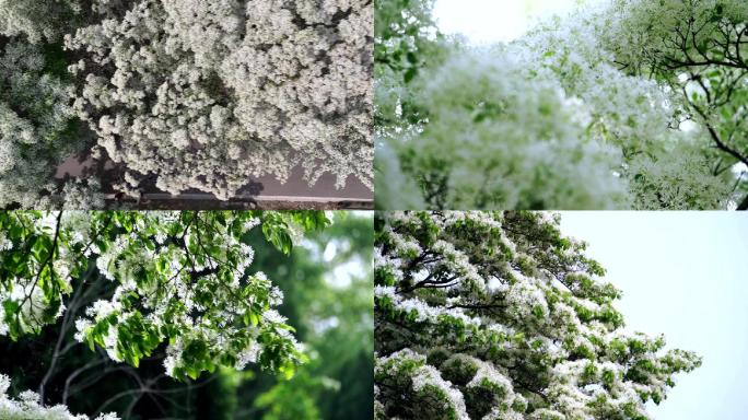 流苏花 流苏花开 流苏树