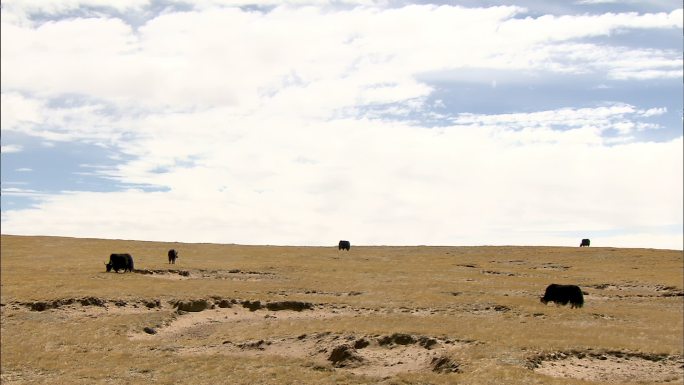 野牦牛 国家保护区 可可西里 自然风光