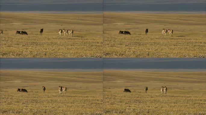 藏野驴 保护动物 可可西里 青藏地区