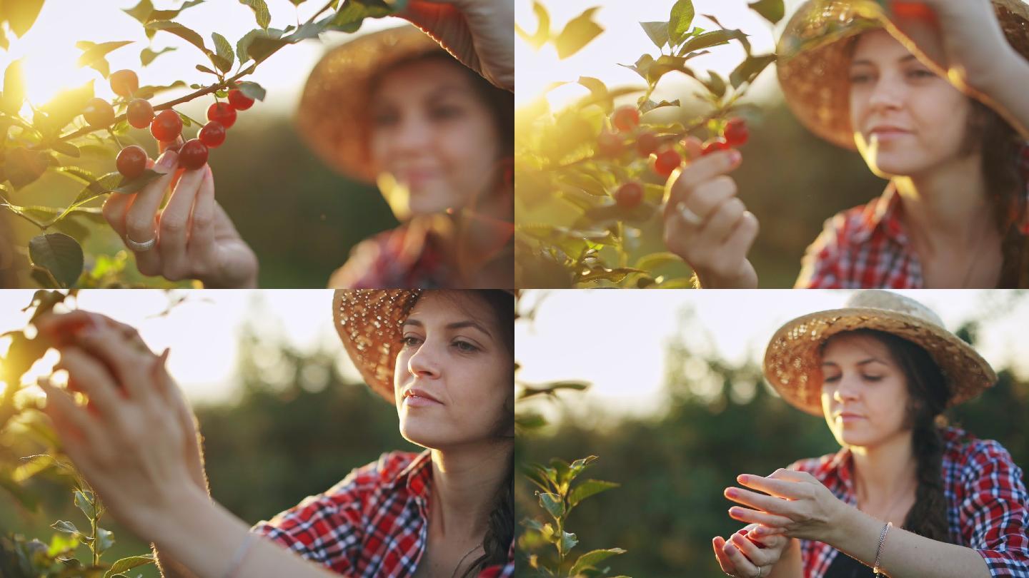 在一个温暖阳光明媚的夏日早晨，一名妇女在樱桃工厂工作