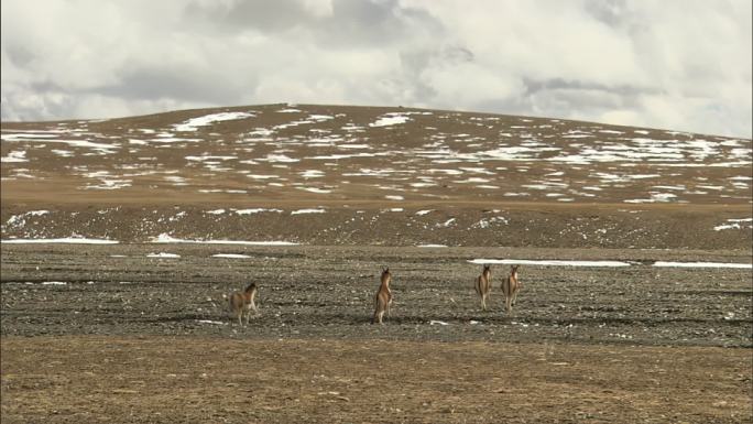 藏野驴奔跑 青藏地区 保护动物 生态保护