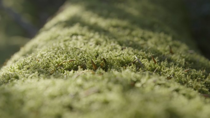树干上的苔藓微观苔藓大自然光影苔藓