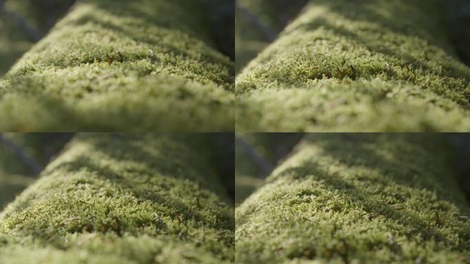 树干上的苔藓微观苔藓大自然光影苔藓