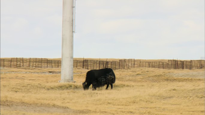 野牦牛 生态保护 自然风光 高原草甸