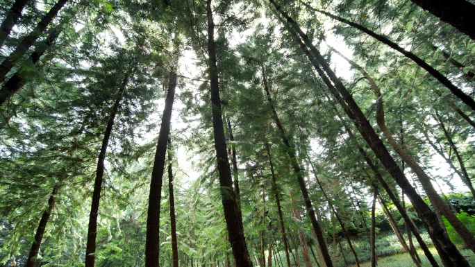 原始森林 丛林 树林 松树 柏树 松柏