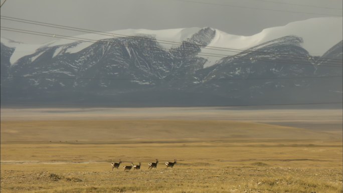 藏原羊 自然保护区 欢快奔跑 生态环境