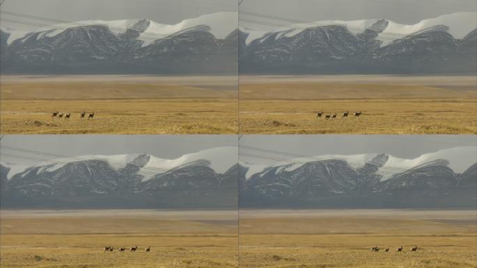 藏原羊 自然保护区 欢快奔跑 生态环境
