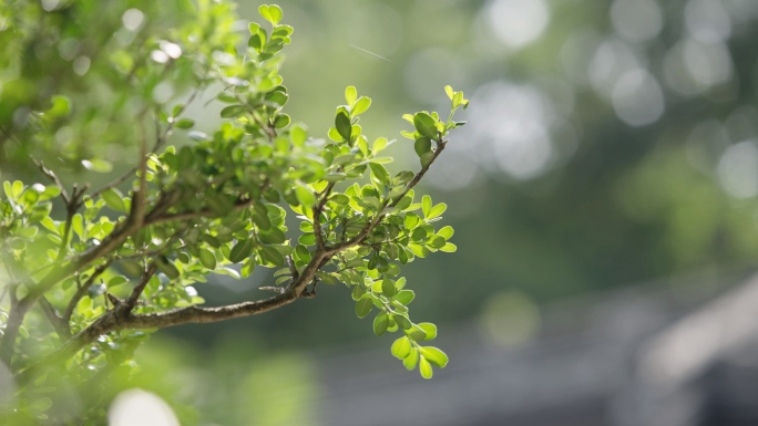 多组不同绿色植物树叶夏季特写空镜