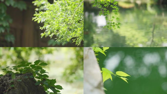 多组不同绿色植物树叶夏季特写空镜
