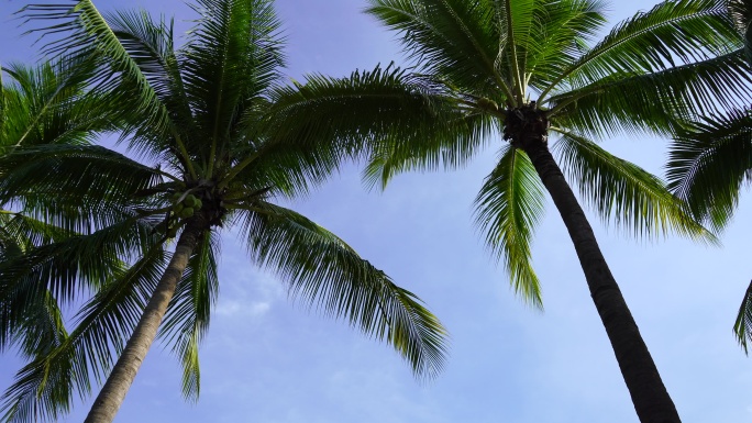 蓝天白云 阳光下椰子树