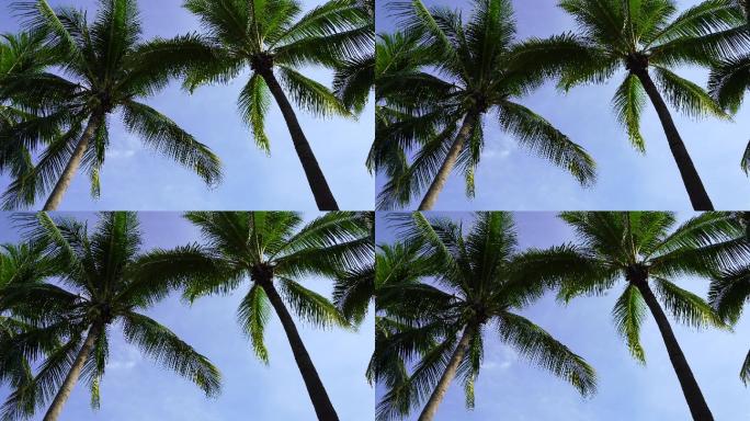 蓝天白云 阳光下椰子树