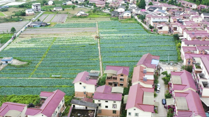 乡村振兴美丽新农村农业产业蔬菜种植