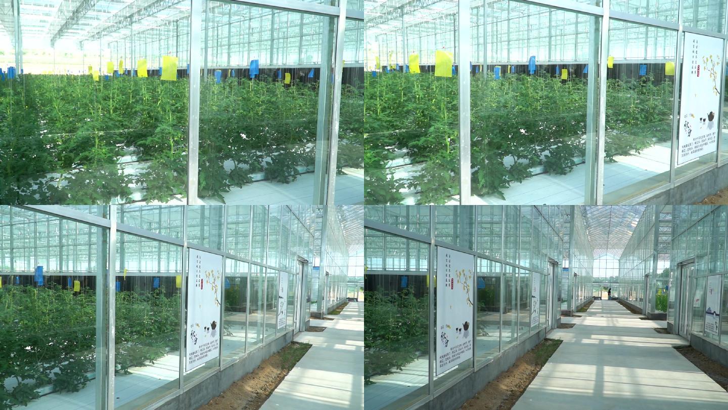 蔬菜种植玻璃大棚