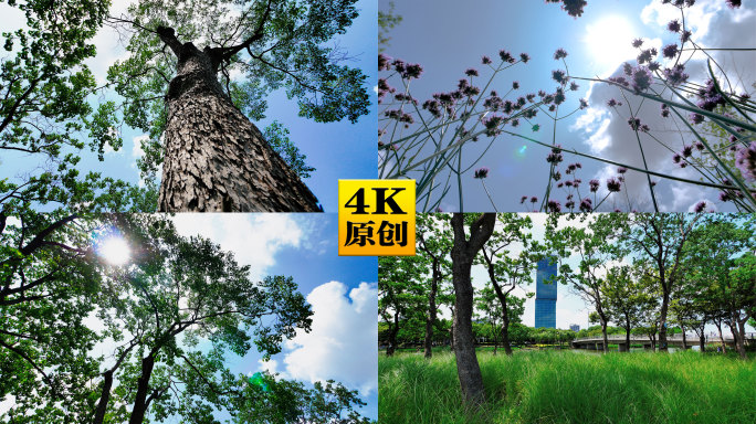 4K原创)阳光照射树林公园绿地