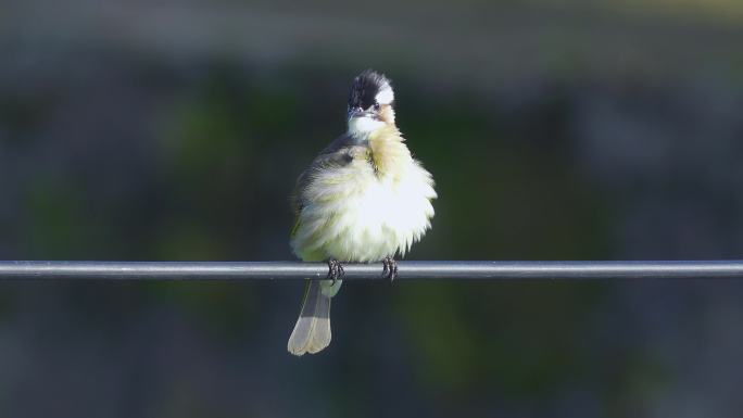 小鸟洗澡白头鹎鸟特写羽毛梳理动物翅膀