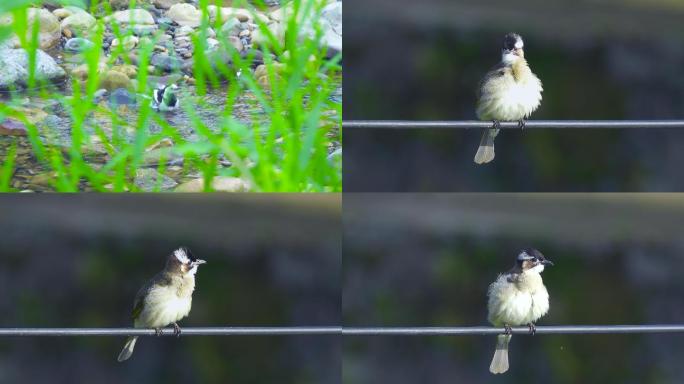 小鸟洗澡白头鹎鸟特写羽毛梳理动物翅膀