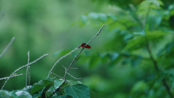 4k植物上的小动物原生态蜻蜓昆虫