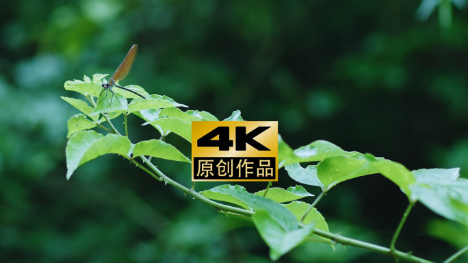 4k植物上的小动物原生态蜻蜓昆虫